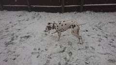 Your dogs in the snow