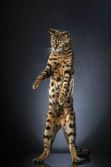 To ask my neighbours to stop meowing out of the window? (Lighthearted I think??)