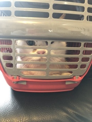 I’m finally going to get a cat!