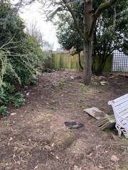 What to plant in my Woody garden