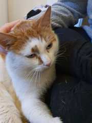 I’m finally going to get a cat!