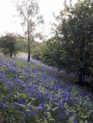 To think there is nowhere lovelier than England on a clear Spring day