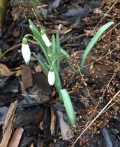 Spring is coming. Anyone else want to look at cheery photos?