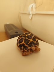 ADs picnic in the park with Twinkle the Tortoise