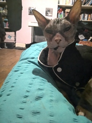 To have just bought a cat jumper. For my cat.