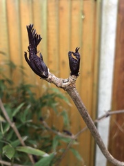 Please can you help identify this tree?