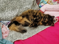 Show me your rescue cat, pleeease!