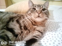 What age/size was your kitten spayed?