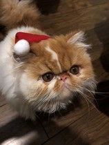 I’m finally going to get a cat!