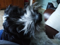 My dog is super cute and I think everyone deserves to appreciate her cuteness!