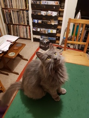 Cat chat thread the umpteenth - the Café is open all welcome
