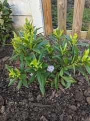 *PICS* Complete novice with a blank slate garden
