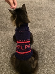 To have just bought a cat jumper. For my cat.