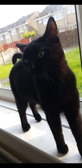 My cat has died