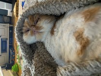 I’m finally going to get a cat!