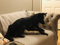 Atypical collie really is atypical collie... DNA test surprise!