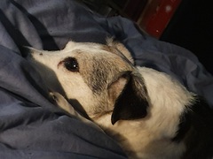 Best dog names you've ever come across