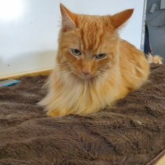 Matted long hair cat
