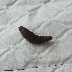 Larvae?