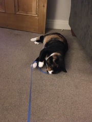 ‘Stray cat’ advice