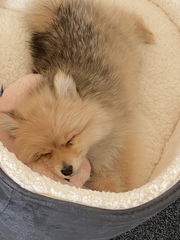 New puppy, 2 names, help us pick pleaser!
