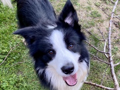 I love my dog