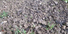 When will Tulips sown in December show on surface ?