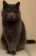 Tell me your best CF cat stories...