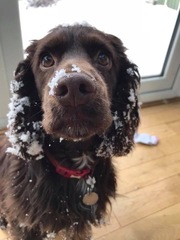 Your dogs in the snow