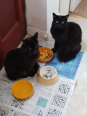 I’m finally going to get a cat!