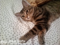 What age/size was your kitten spayed?