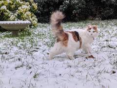 Show me your rescue cat, pleeease!