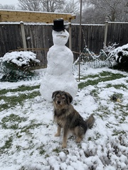 Your dogs in the snow