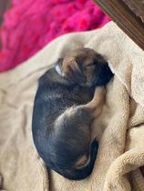 Puppy Survival Thread - January - February