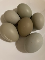 Week 3 - Jan '21 Low Carb Bootcamp - time for Light?