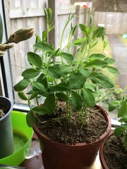 Sweetpeas what do I do now?