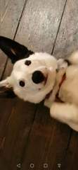 Tell me about your dog's quirks