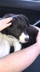 New border collie pup worries