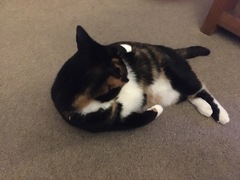 ‘Stray cat’ advice