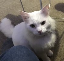 White cats and suncream