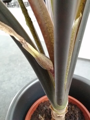 To want a houseplants that just bloody lives