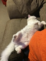 White cats and suncream