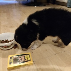 New border collie pup worries