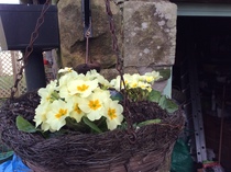 It's February - Fledglings are Flying (let's face it there's not much else to do).