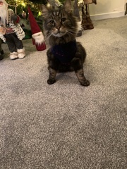 To have just bought a cat jumper. For my cat.