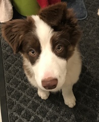 Let's see your collie puppies!