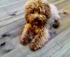 Advice about buying a puppy