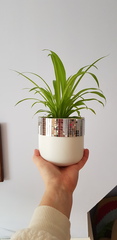 To want a houseplants that just bloody lives