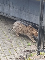 Thug cat part 3.  Unbidden guests are often welcomest when they are gone.