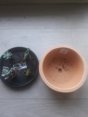 Succulent Newbie please help!